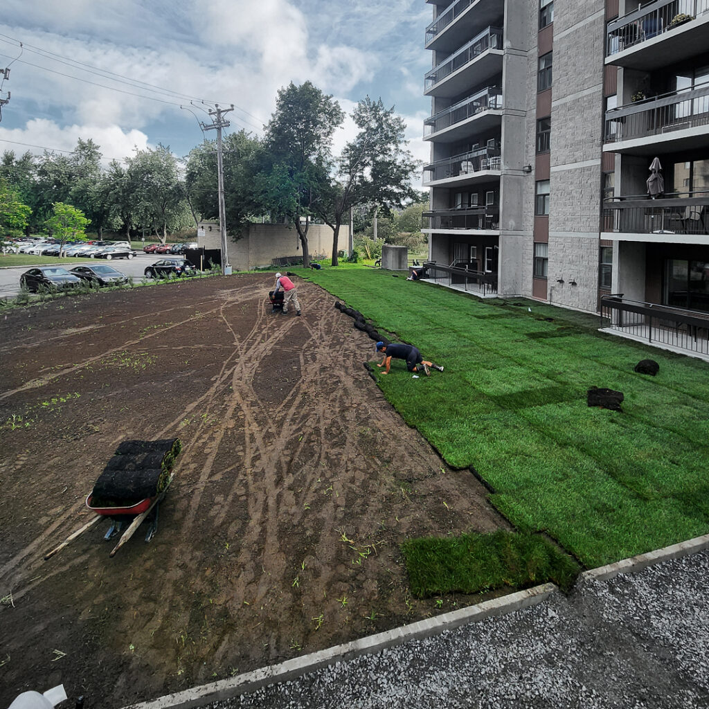 L'installation de nouvelle tourbe suivant le nivellage du terassement d'un édifice multi-logement commercial.